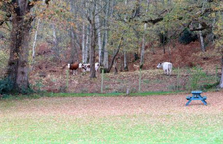 3-bedroom cottage set in a large enclosed garden - Foto 33