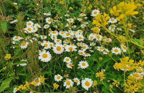 Dartmoor Reach Alpaca Farm - Foto 74