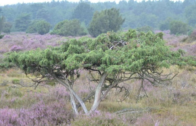 Tranquil Stay in Drenthe - Photo 34