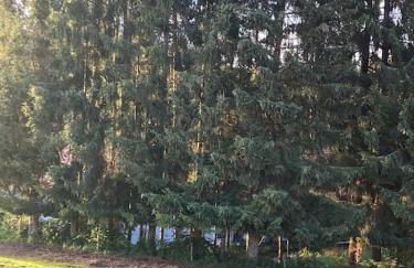 Schwarzwald Escape - Foto 12