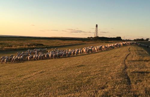 Nordseebrise KrummhörnLoquard - Photo 20