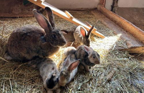 Ferienhof Morich - Urlaub auf dem Bauernhof im Harz - Foto 39