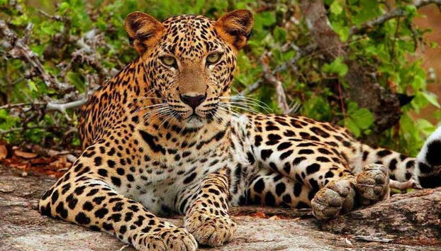 Durante el safari podremos avistar leopardos