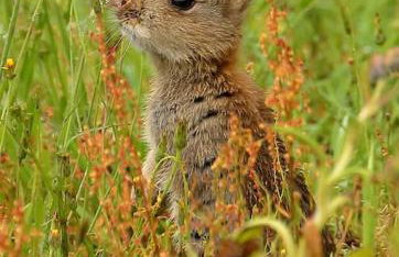 Barn Owl Lodge with Hot Tub - Adults Only - Foto 17