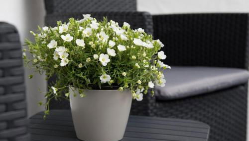 Wildgrün Mini Lodge 8a - Foto 5