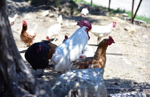 Antico Feudo San Giorgio - Foto 22