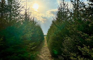 Apartamenty i Winnica - Siedlisko Na Polanie - Foto 68