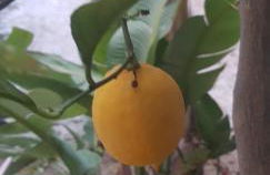 Baglio porta d Ossuna - Foto 8