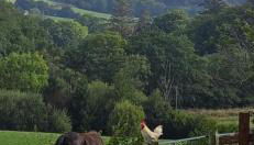 The Bw thyn - Ceredigion - Photo 5