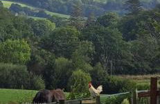 The Bw thyn - Ceredigion - Photo 5