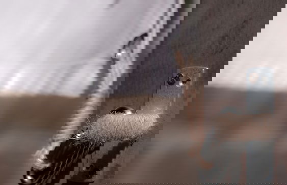 deigo ISHIGAKI - Foto 64