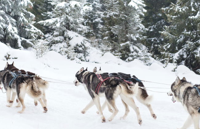 Paseo en trineo de perros husky - Foto 6