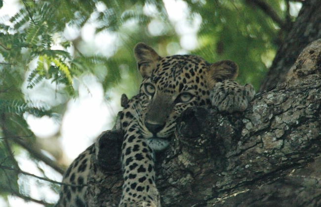 Neem Tree House - Foto 12