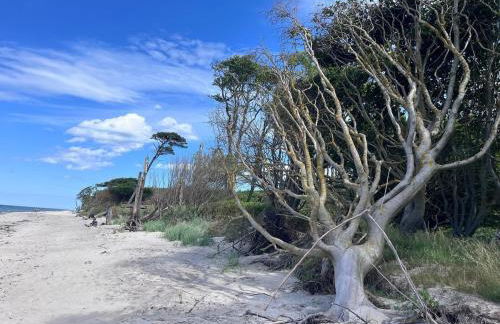 Rosenhaus Nähe Bodden und Ostsee an den Kranichfeldern - Foto 22