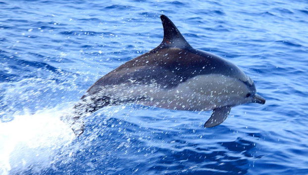 Dolphin Watching in Olhao - Foto 2