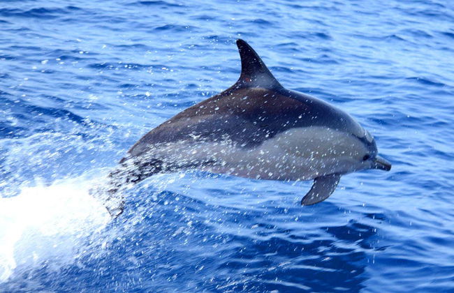 Dolphin Watching in Olhao - Foto 2