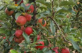 Quinta Do Acipreste (Antiga Quinta Da Torre) - Photo 22