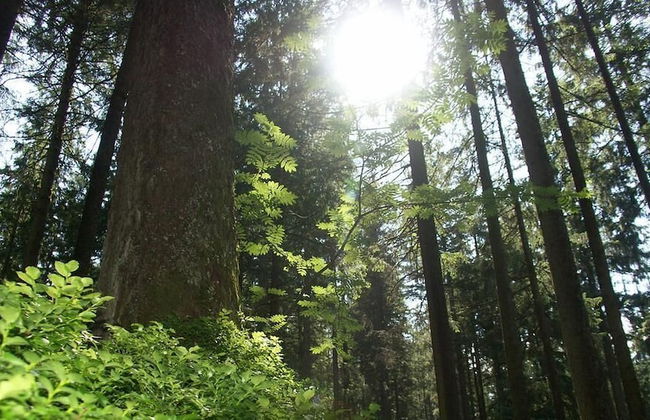 Garden House - Foto 26