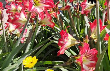 Villa Nirvana - Sea View Maisonette in Roda, Offering Tranquility and Comfort on the Enchanting Northern Coast of Corfu - Foto 10