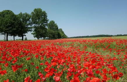 Neukalener Stadthaus Zum Alten Schmied - Foto 15