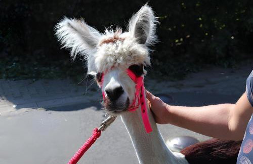 Ferienhof Friccius - Photo 38