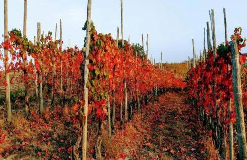 Apartment with large covered terrace, in small residence with swimming pool - Foto 3