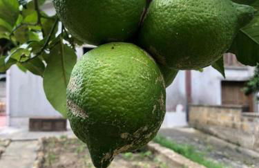 Piccola Oasi di Pace - Foto 16