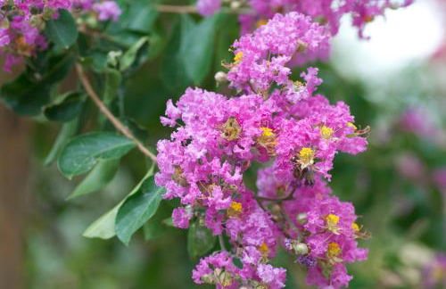 Il Mandorlo - Foto 33