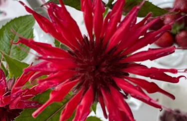 Studio - Apartment Steinmetz mit Balkon - Foto 20