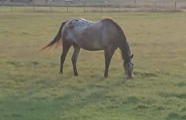 Ferienwohnung Eva - Photo 25