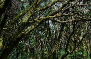 Casa Rural Los Chicos Hermigua - Foto 55