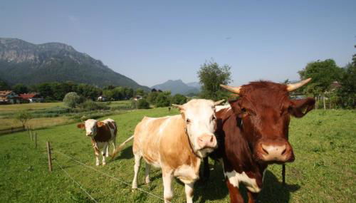 Bachbauernhof - Foto 4