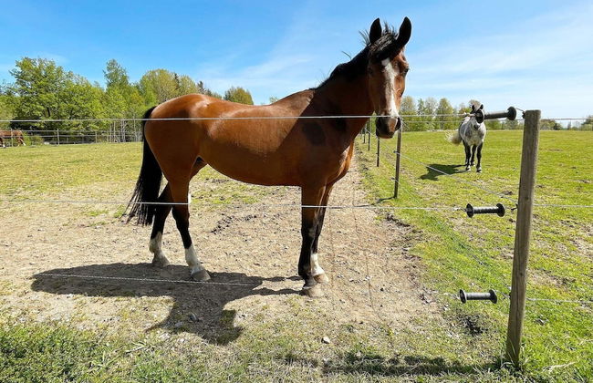 6 Person Holiday Home in Tingsryd-by Traum - Foto 34