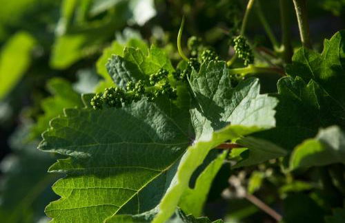 Villa Margarita's farm, private pool - Foto 17