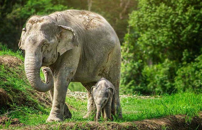 Excursão ao santuário de elefantes de Samui - Foto 6