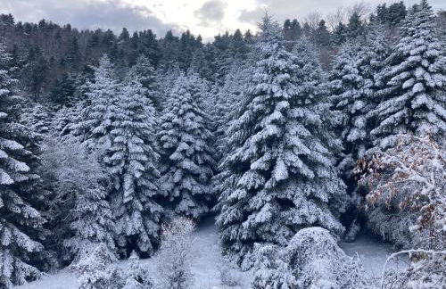 Cozy Nest House Δίκορφο Ζαγορίου - Foto 47