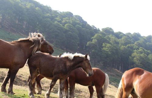 Appartement Lac de Payolle - Foto 13