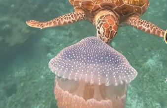 Seaview Faro Arinaga - Photo 52