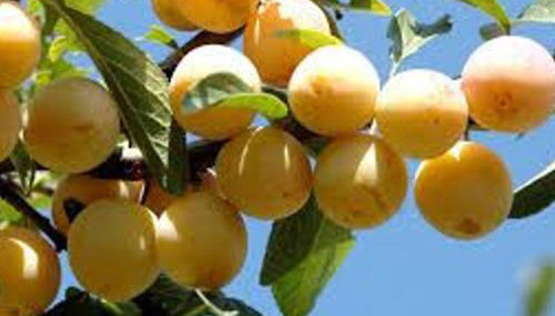 Gîte avec jardin clos, terrasse et Wi-Fi, proche de Verdun - FR-1-585-42 - Foto 3