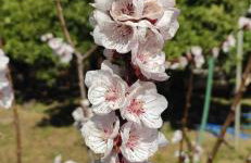 Garden house escape - Foto 44