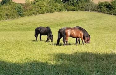 Chalet La clef des champs - Vue Imprenable - Piscine - Photo 14