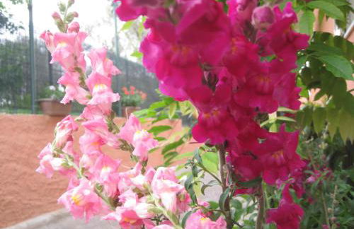 Casa Vacanze Mimose - Foto 23