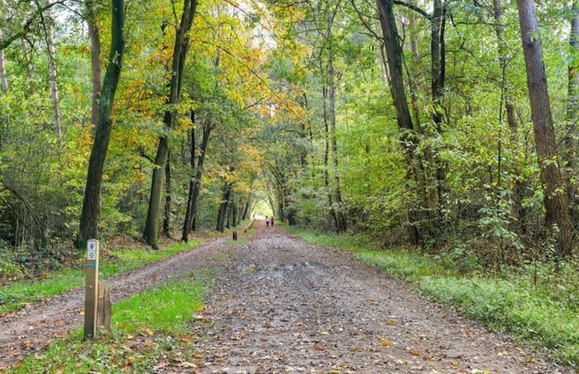 Wellness Forest Retreat - Photo 25