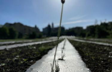 Apartment La Sera - Agriturismo CasaViVa - Foto 19