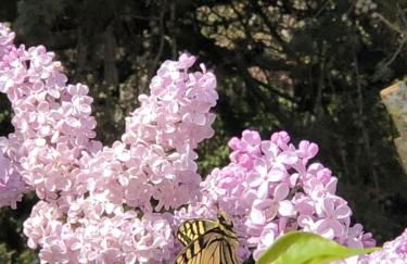 La Villa du Castel - Foto 45