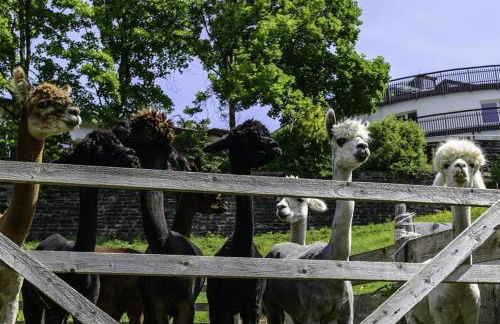 Alpakahof Wechs - Foto 36