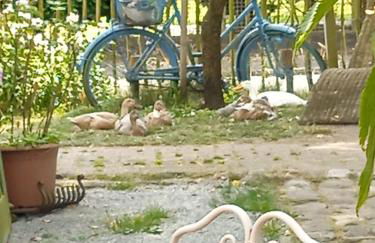 Ferienhaus mit Minibauernhof - Photo 40