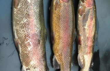 Maison Bourgogne - Foto 40