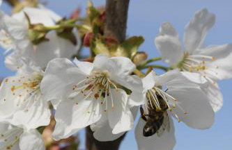 Ferienwohnung Mintbraun - Foto 49