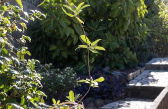 Casa Vreneli, Meerblick, Sauzal - Foto 23